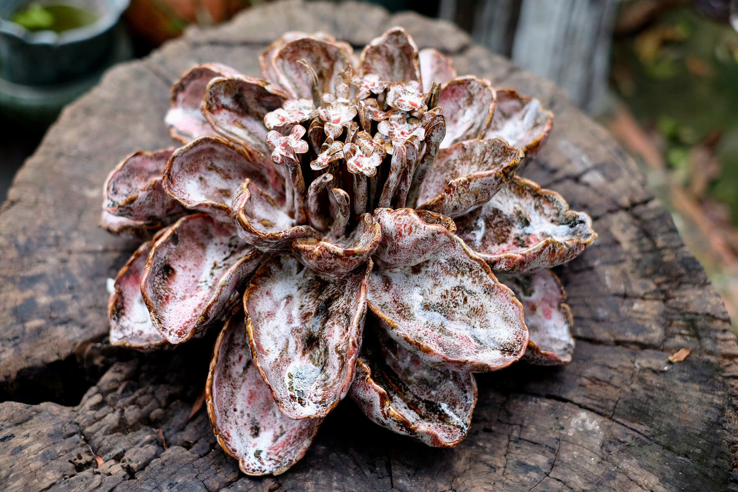Céramique Céleste - Handcrafted Ceramic Succulent Sculpture